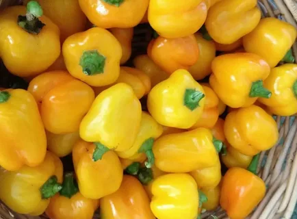 تصویر 4 از فلفل دلمه ای زرد رنگ شیرین آبدار